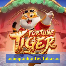 acompanhantes tubarao